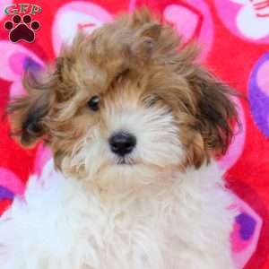 Hannah, Maltipoo Puppy