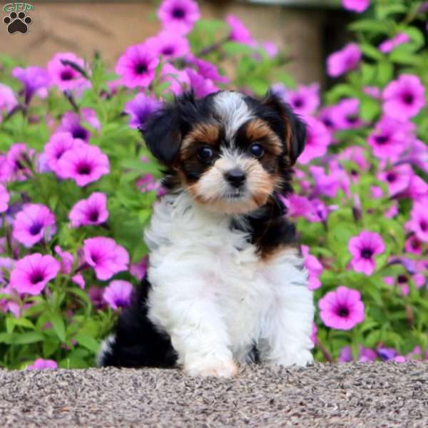 Hannah, Yorkie Poo Puppy