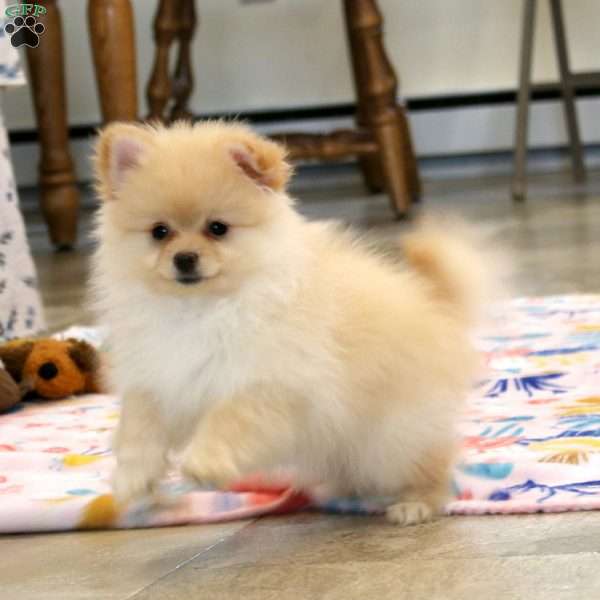 Hannah, Pomeranian Puppy