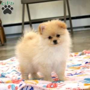 Hannah, Pomeranian Puppy