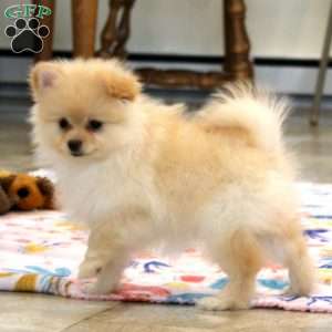 Hannah, Pomeranian Puppy