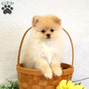 Hannah, Pomeranian Puppy