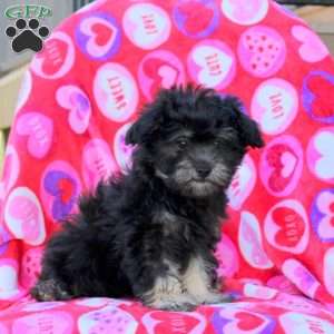 Happy, Maltipoo Puppy
