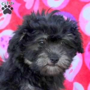 Happy, Maltipoo Puppy