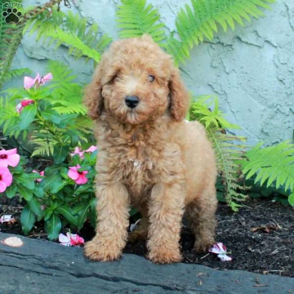 Happy, Miniature Poodle Puppy
