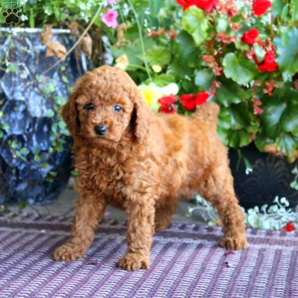 Happy, Miniature Poodle Puppy