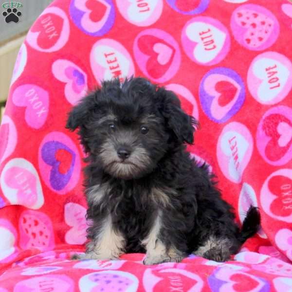 Happy, Maltipoo Puppy