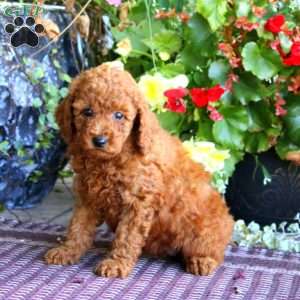 Happy, Miniature Poodle Puppy