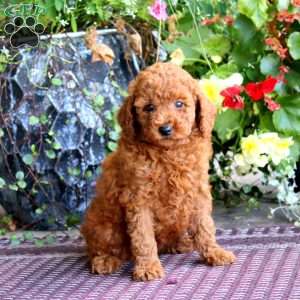Happy, Miniature Poodle Puppy