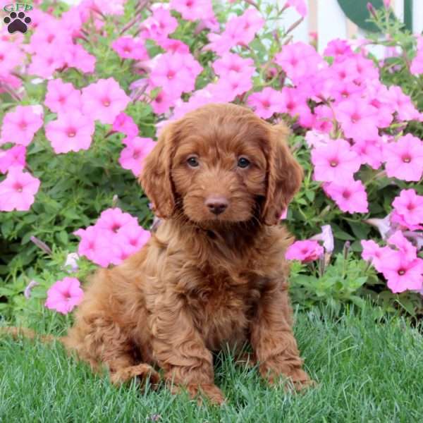 Harland, Cavapoo Puppy