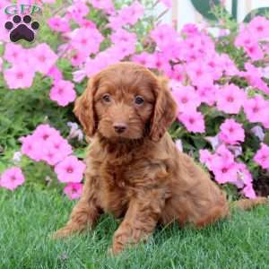 Harland, Cavapoo Puppy