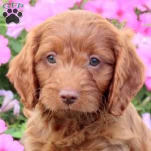Harland, Cavapoo Puppy