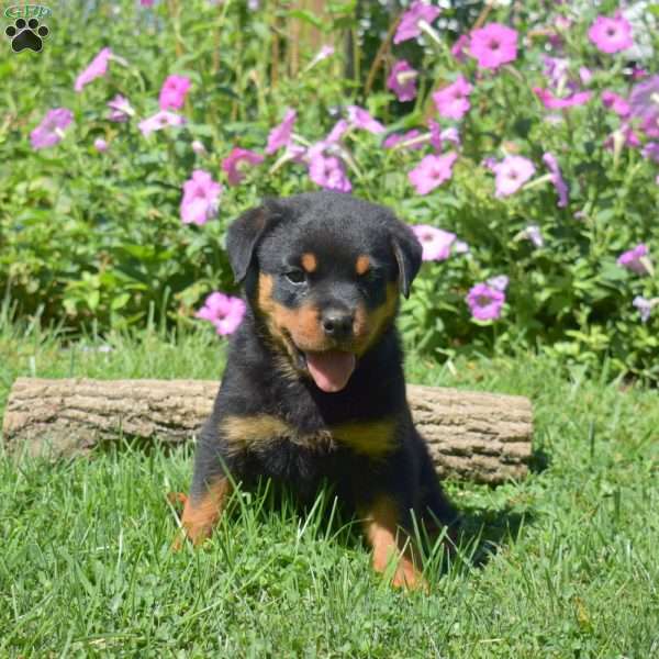 Harley, Rottweiler Puppy
