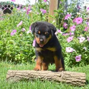 Harley, Rottweiler Puppy