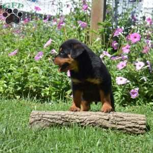 Harley, Rottweiler Puppy