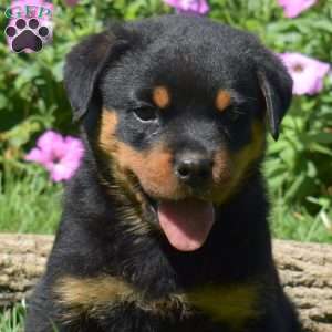 Harley, Rottweiler Puppy
