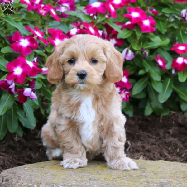 Harley, Maltipoo Puppy