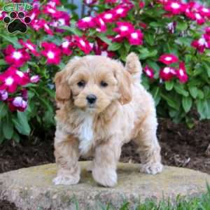 Harley, Maltipoo Puppy