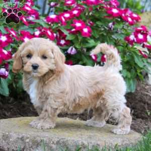 Harley, Maltipoo Puppy