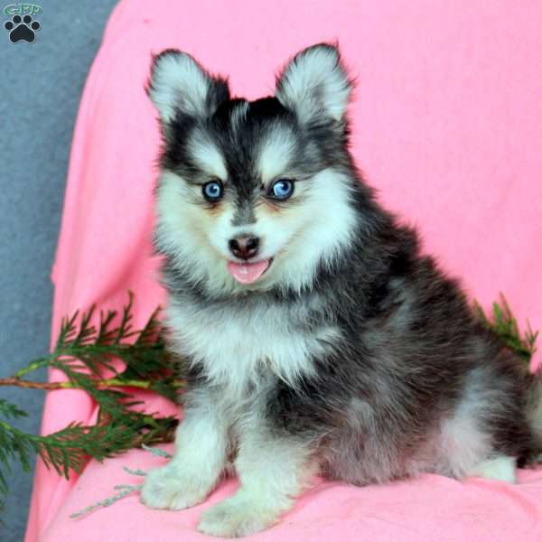 Harlow, Pomsky Puppy