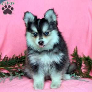 Harlow, Pomsky Puppy
