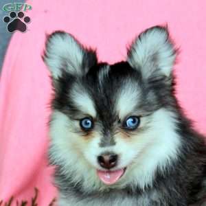 Harlow, Pomsky Puppy