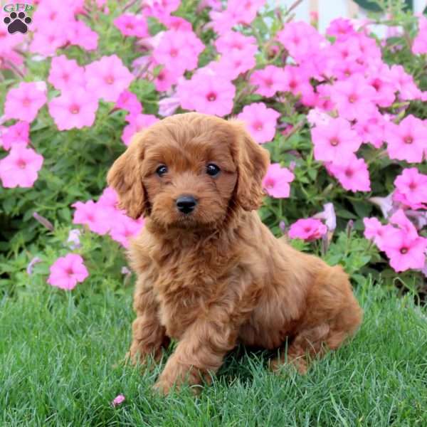 Harmony, Cavapoo Puppy