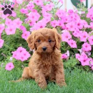 Harmony, Cavapoo Puppy