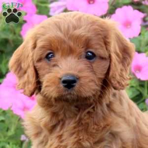 Harmony, Cavapoo Puppy
