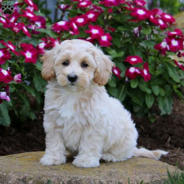 Harper, Maltipoo Puppy