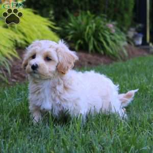 Harper, Maltipoo Puppy