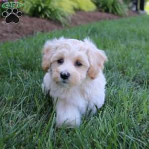 Harper, Maltipoo Puppy