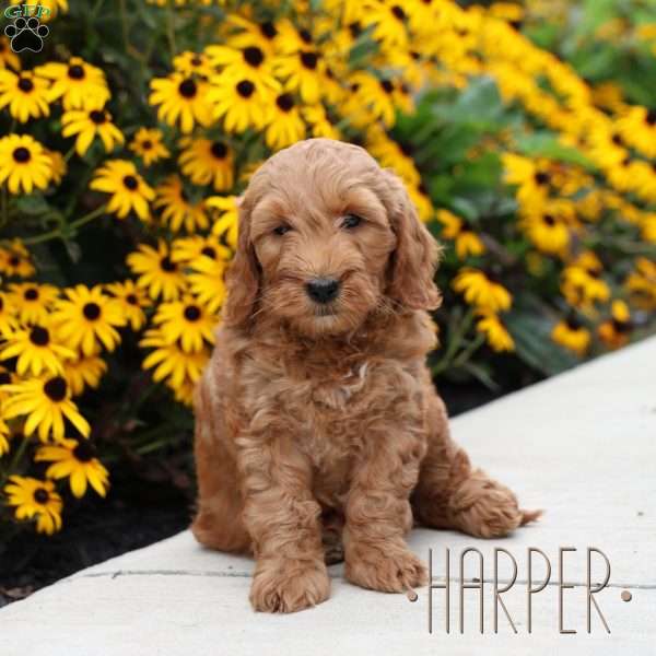 Harper, Mini Goldendoodle Puppy