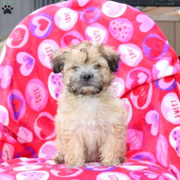 Harry, Maltipoo Puppy