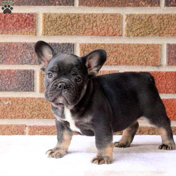 Harry, French Bulldog Puppy