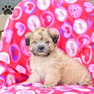 Harry, Maltipoo Puppy