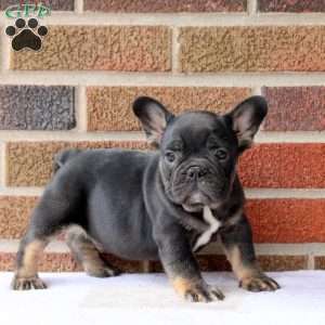 Harry, French Bulldog Puppy