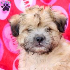 Harry, Maltipoo Puppy