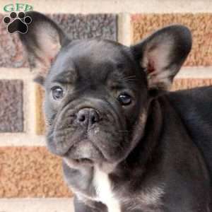 Harry, French Bulldog Puppy