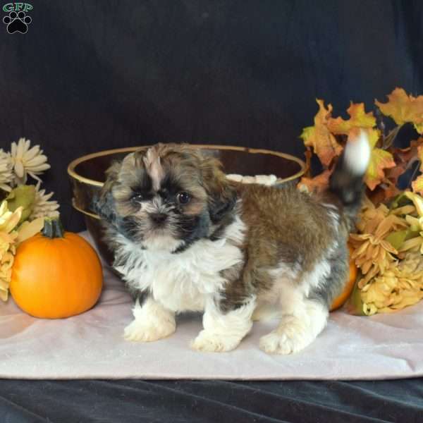 Harvest, Shih Tzu Puppy