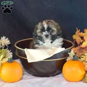 Harvest, Shih Tzu Puppy