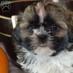 Harvest, Shih Tzu Puppy
