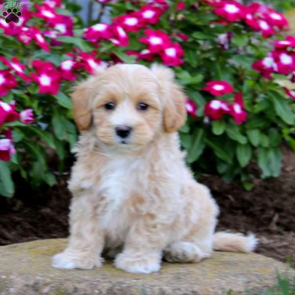 Harvey, Maltipoo Puppy