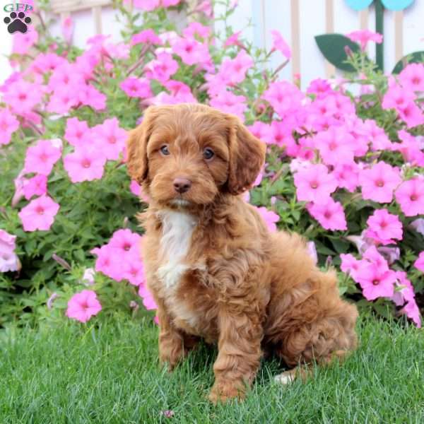 Hatchet, Cavapoo Puppy
