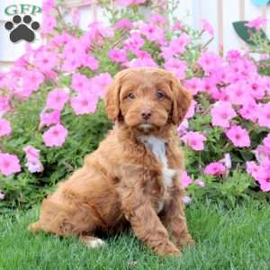 Hatchet, Cavapoo Puppy