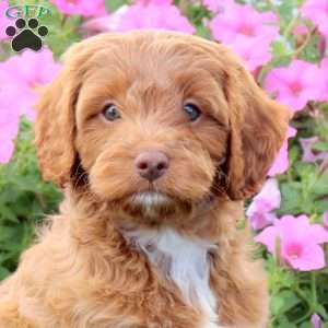 Hatchet, Cavapoo Puppy