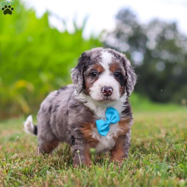 Hawk, Mini Bernedoodle Puppy