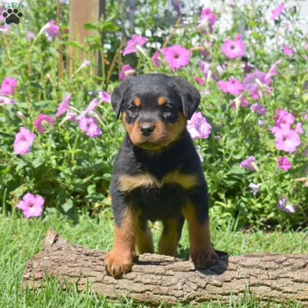 Hawk, Rottweiler Puppy
