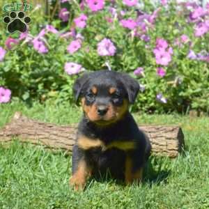Hawk, Rottweiler Puppy