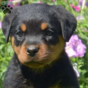 Hawk, Rottweiler Puppy